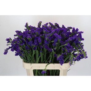 Limonium Marina Violet