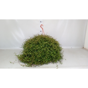 Muehlenbeckia com. 'Mao'ri'