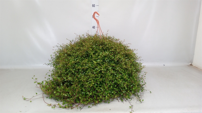 <h4>Muehlenbeckia com. 'Mao'ri'</h4>