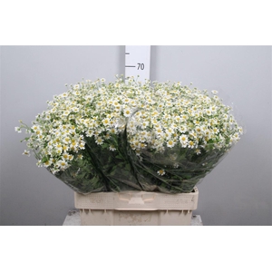 Tana Pa Single Vegmo