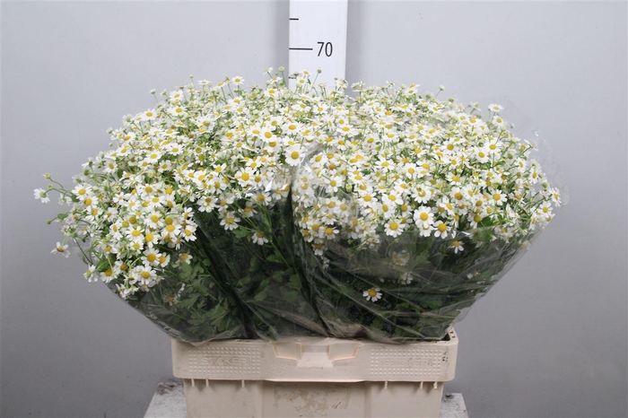 <h4>Tana Pa Single Vegmo</h4>