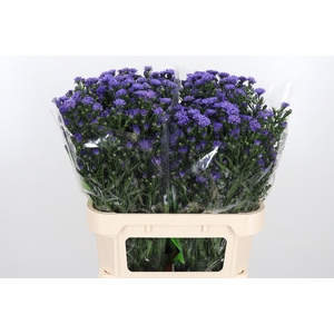 Aster Dark Milka