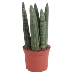 Sansevieria Cylindrica Straight 7 Leaf Ø8,5cm
