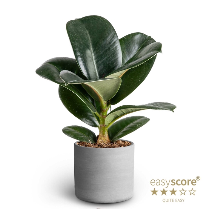 FICUS ELASTICA