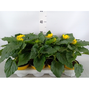 Helianthus an. 'Sunsation'