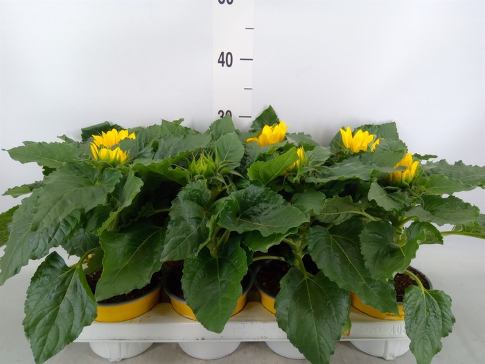 <h4>Helianthus an. 'Sunsation'</h4>