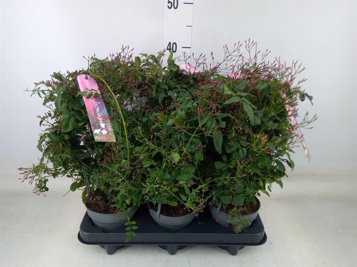 <h4>Jasminum polyanthum   ...rose</h4>