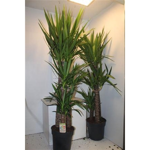 Yucca 90-60-30 Cm