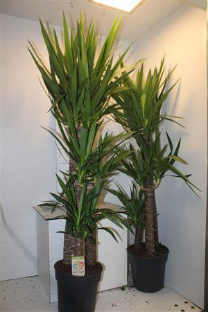 <h4>Yucca 90-60-30 Cm</h4>