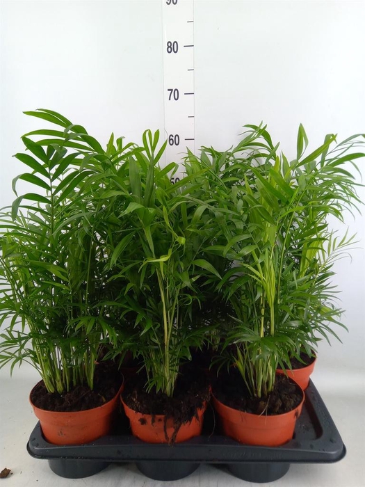 <h4>Chamaedorea elegans</h4>