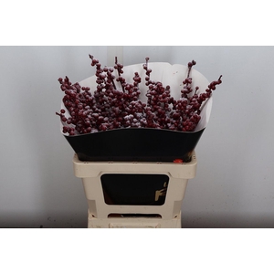 Ilex Wx Snowy Bordeaux Xl
