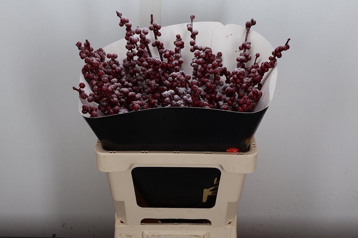 <h4>Ilex Wx Snowy Bordeaux Xl</h4>