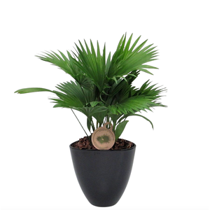 Livistona rotundifolia in avani pot