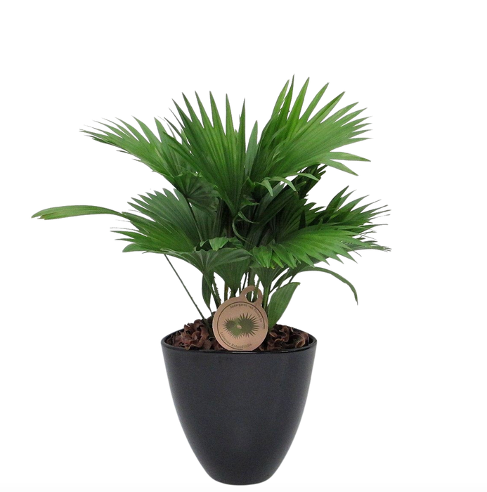 <h4>Livistona rotundifolia in avani pot</h4>