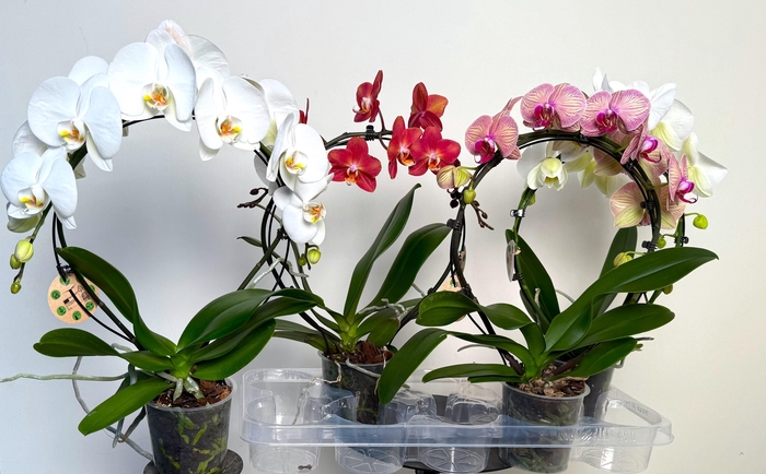 <h4>PHAL EL CASCADE</h4>