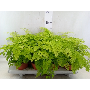 Adiantum raddi. 'Fragrans'