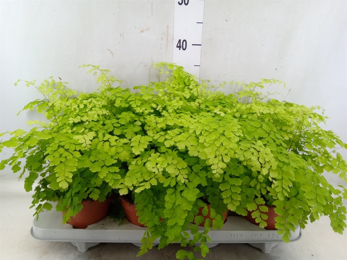 <h4>Adiantum raddi. 'Fragrans'</h4>