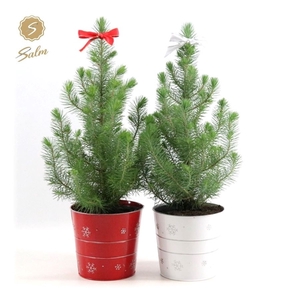 Pinus pinea 'Silver Crest' P17 in Zinc X-mas Duo + Bow