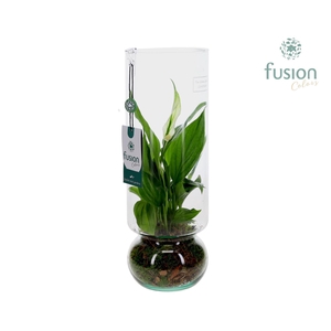 AH 2026 Green BottleAngelica Large met Spathiphyllum