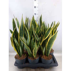 Sansevieria trifa. 'Laurentii'