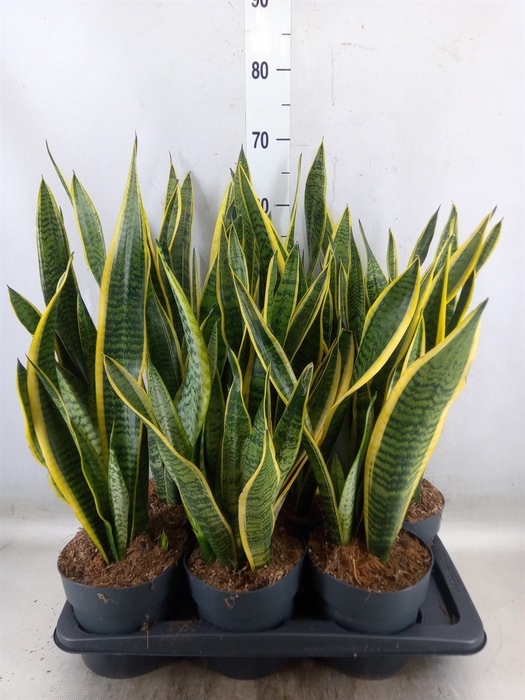 <h4>Sansevieria trifa. 'Laurentii'</h4>