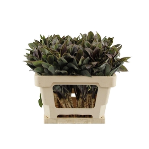 Cordyline Compacta Cappuccino