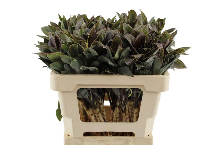 <h4>Cordyline Compacta Cappuccino</h4>
