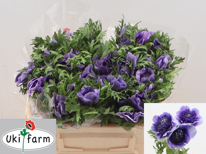 <h4>ANEM CO LEVAN BLU</h4>