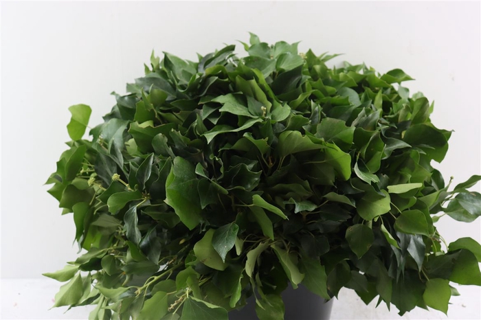 <h4>Hedera Groen Per Tak</h4>