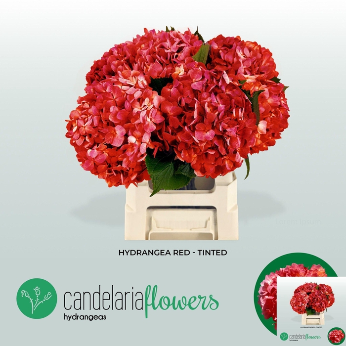 <h4>HYDR OV KLB H%</h4>