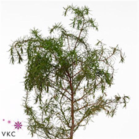 <h4>Co Crypto Jap Elegans</h4>