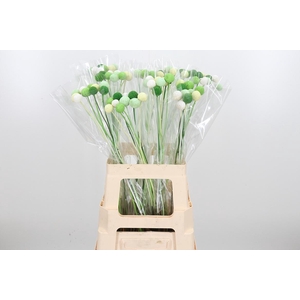 Craspedia Kl Bh Groen