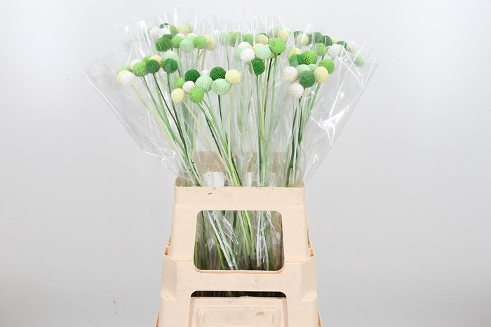 <h4>Craspedia Kl Bh Groen</h4>