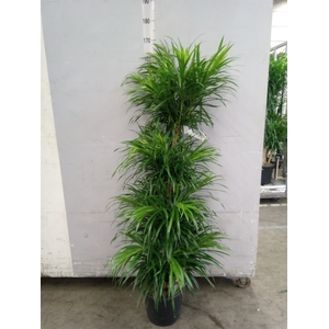 Dracaena refl.   ...