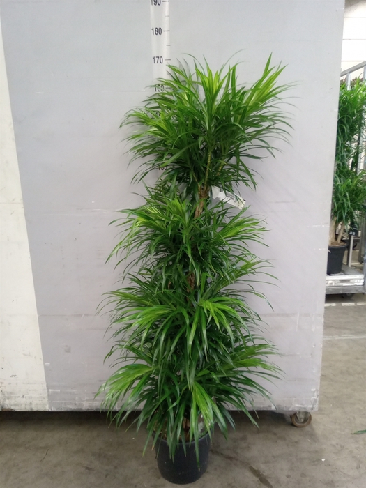 Dracaena refl.   ...