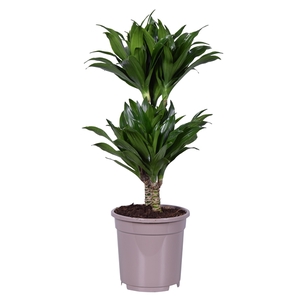 Dracaena deremensis compacta 30-10