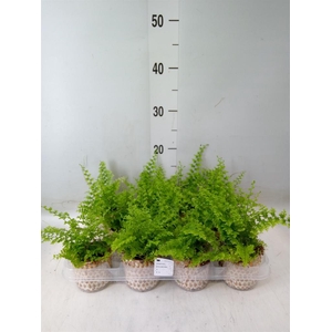 Nephrolepis exal. 'Green Fantasy'