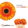 Ge Gr Spotlight