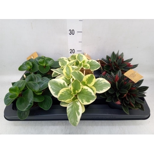 Peperomia   ...mix