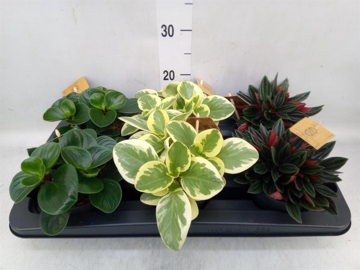<h4>Peperomia   ...mix</h4>