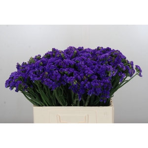 Limonium sinuatum Navy Sun Birds