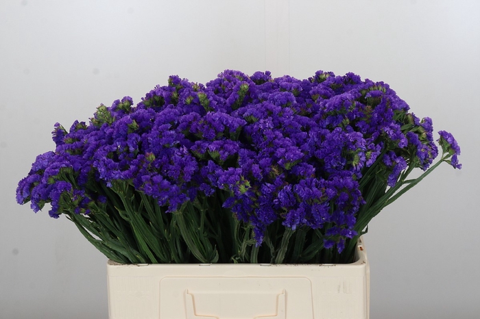 <h4>Limonium sinuatum Navy Sun Birds</h4>