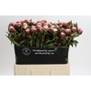 Paeonia Sarah Bernhardt Ongeplozen