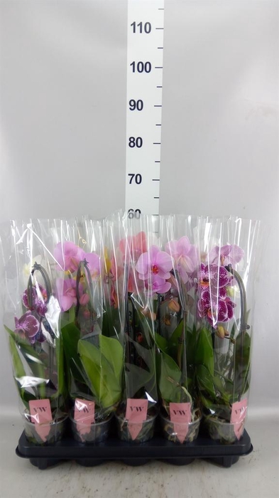 <h4>Phalaenopsis  'Elegant Cascade'</h4>
