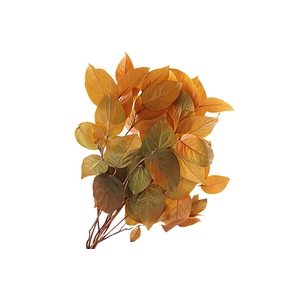 Salal Preserved Yellow
