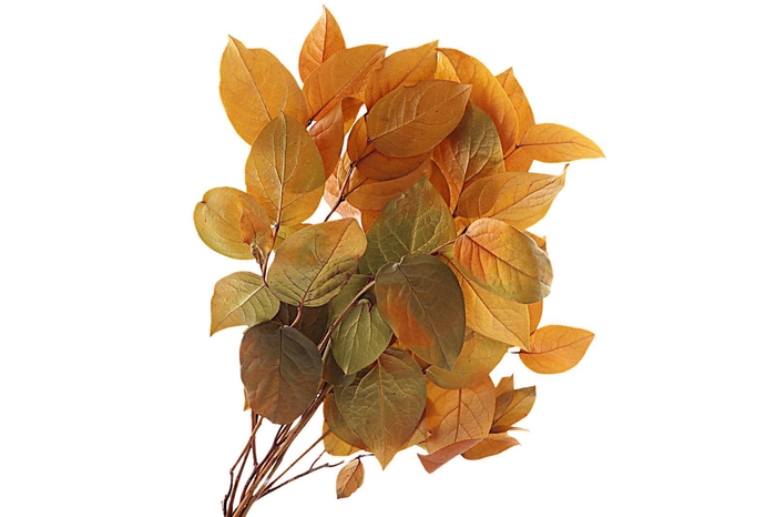 <h4>Salal Preserved Yellow</h4>