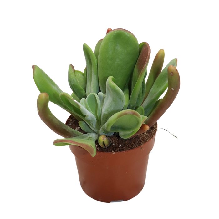 <h4>Kalanchoe Oricula</h4>