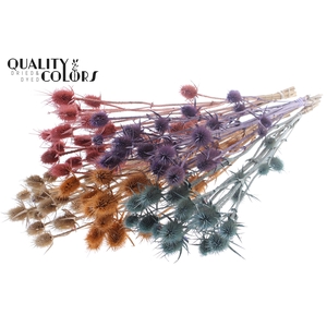 Cardi Distel Natural 5pc/bunch 70cm Frosted Mix