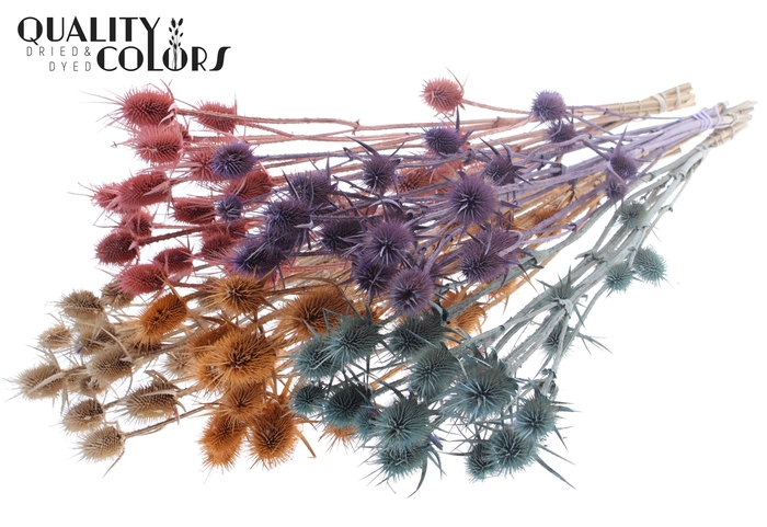 <h4>Cardi Distel Natural 5pc/bunch 70cm Frosted Mix</h4>