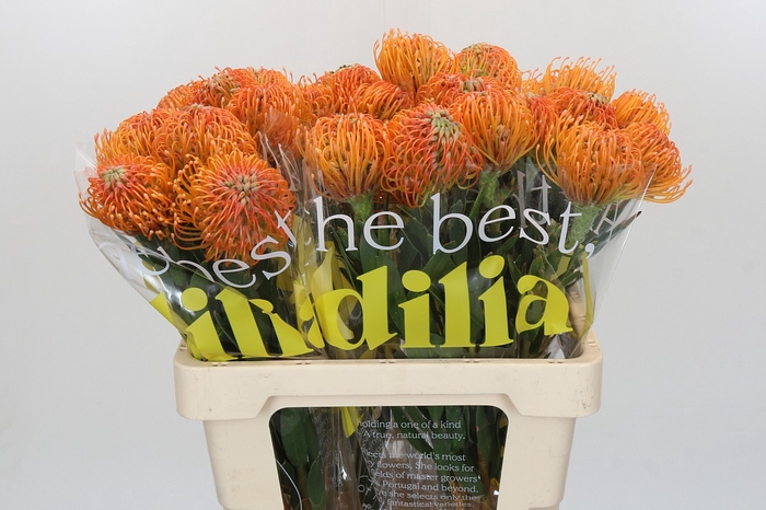 Nutans Ayoba Peach